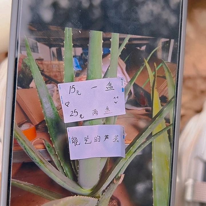 无花朵2盆栽，2袋肥料