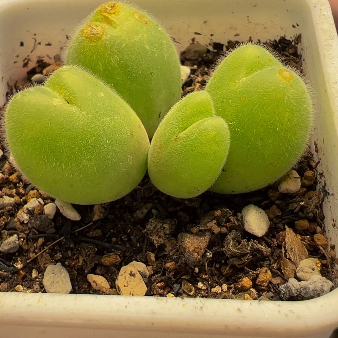 175多肉植物种类多样
