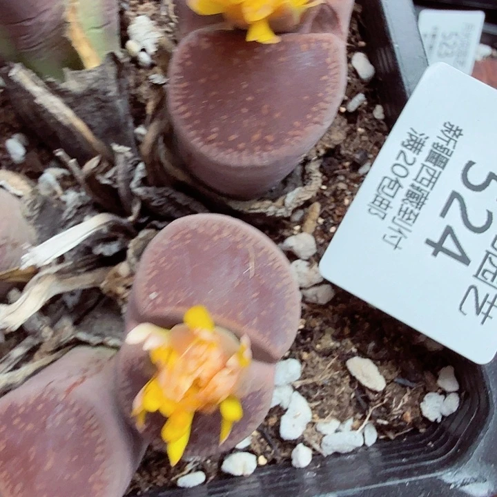 否广告软件免费版权保护524