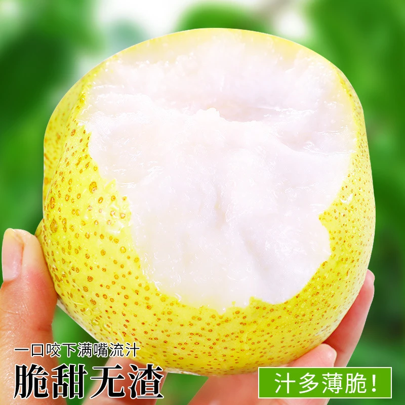 正宗砀山酥梨皮薄酥脆多汁新鲜现摘现发应季