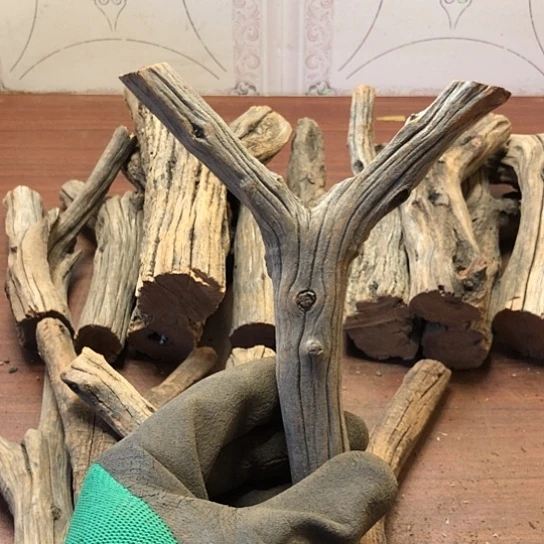 大果紫檀（缅甸花梨）良****生