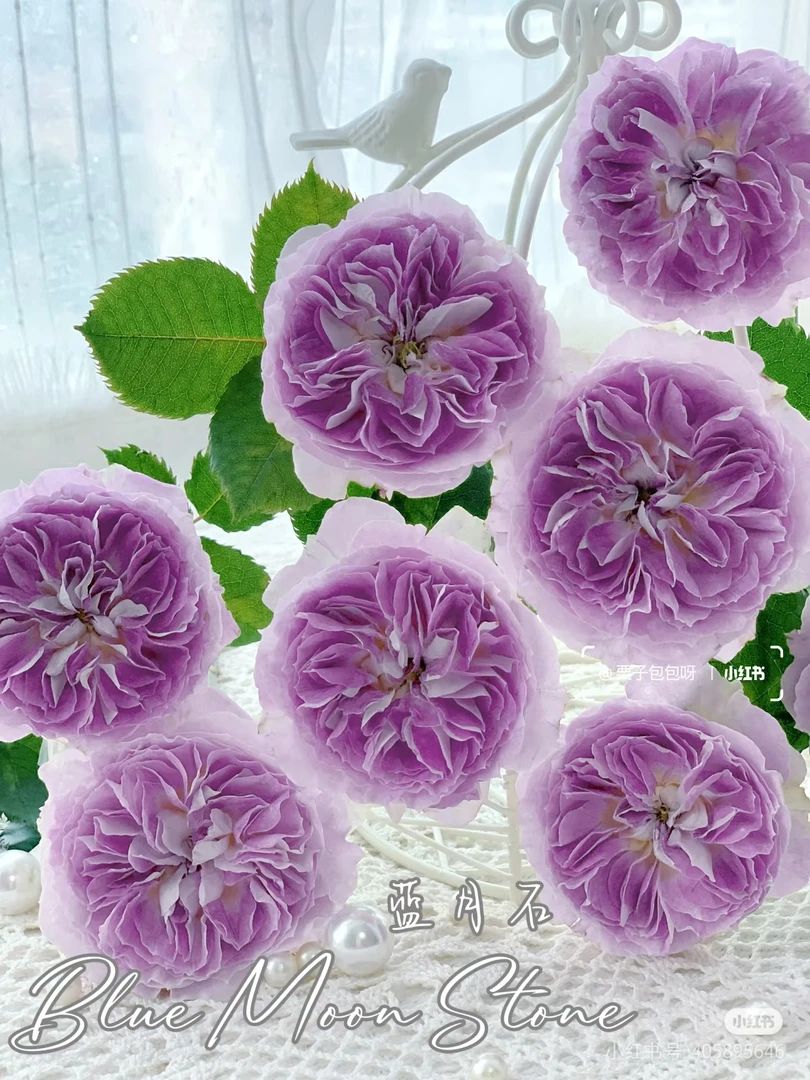 （蓝月石棒棒糖）浓香大花树桩树状月季花庭院地栽四季开花