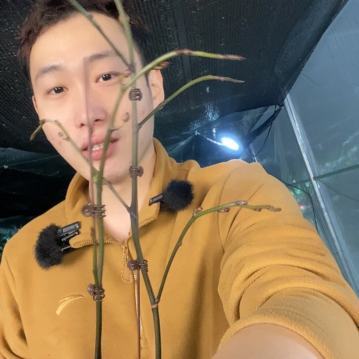 无花朵神仙姐姐蝴蝶兰