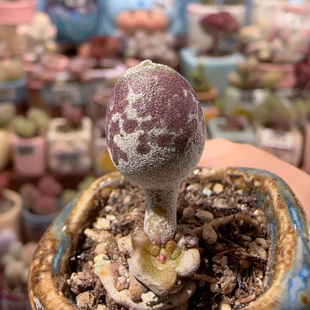 紫丸海豹 盆口2.5cm