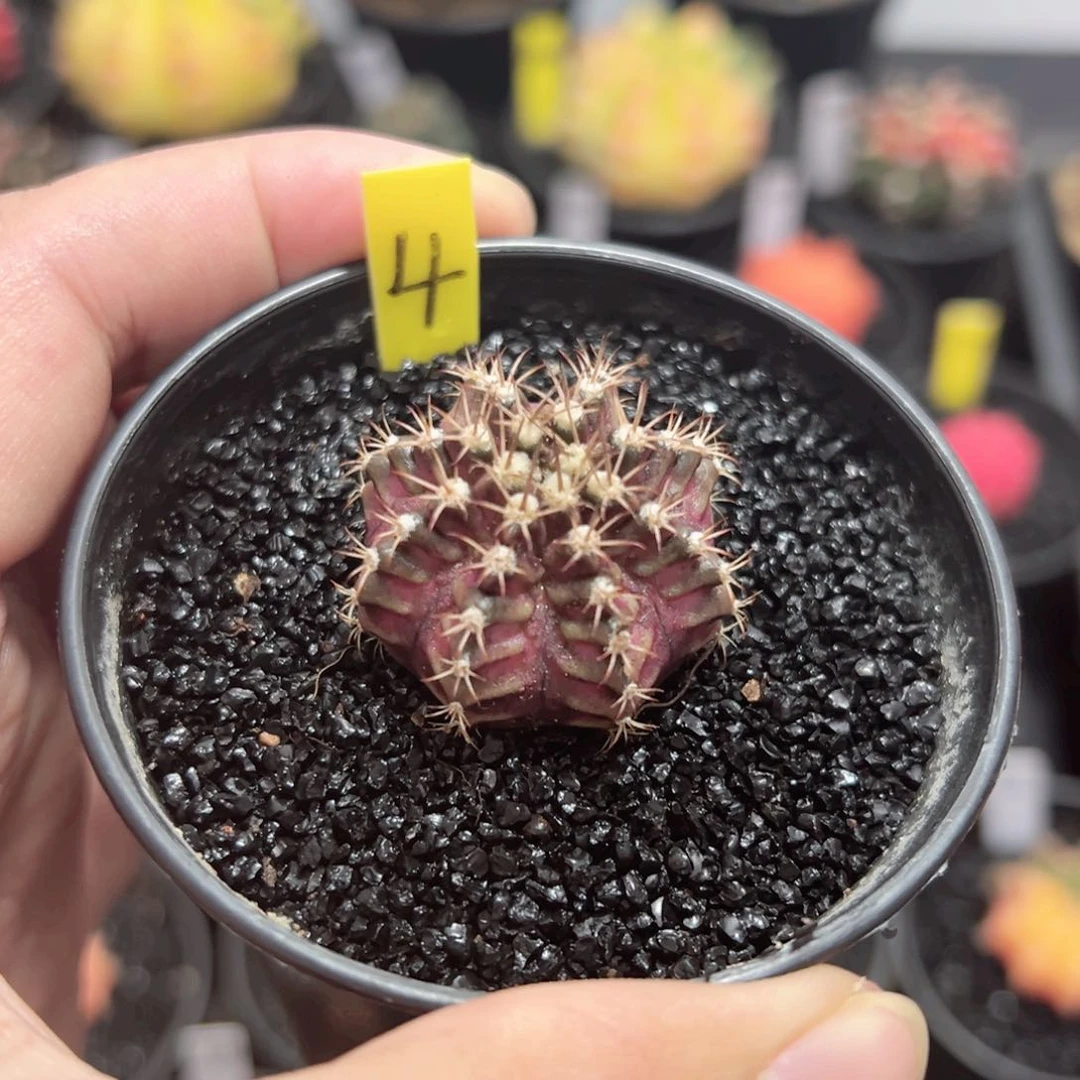 海神——（默认脱土发货）