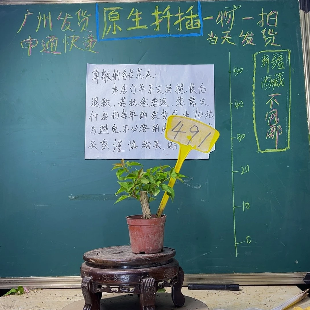 当前无花栽培后可以开花热火桑巴掌中宝 491
