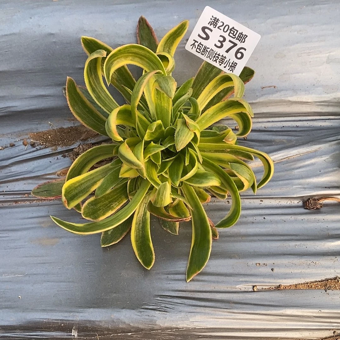 376虞姬多肉法师锦