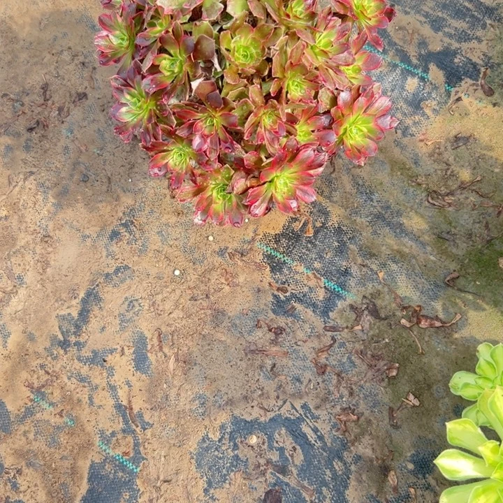 不包侧枝法师链接12