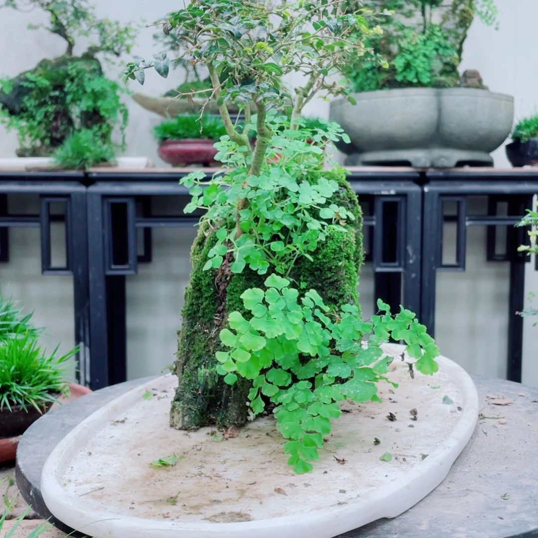 无铅玻璃稀**涂铁线蕨铁线蕨铁线蕨