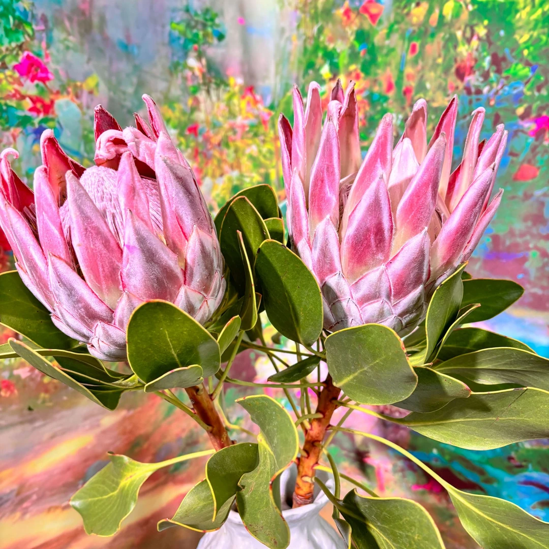 【超粉帝破价福利】南非进口超粉帝王鲜花  顺丰 花束