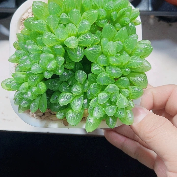 多头群生雨露群系列