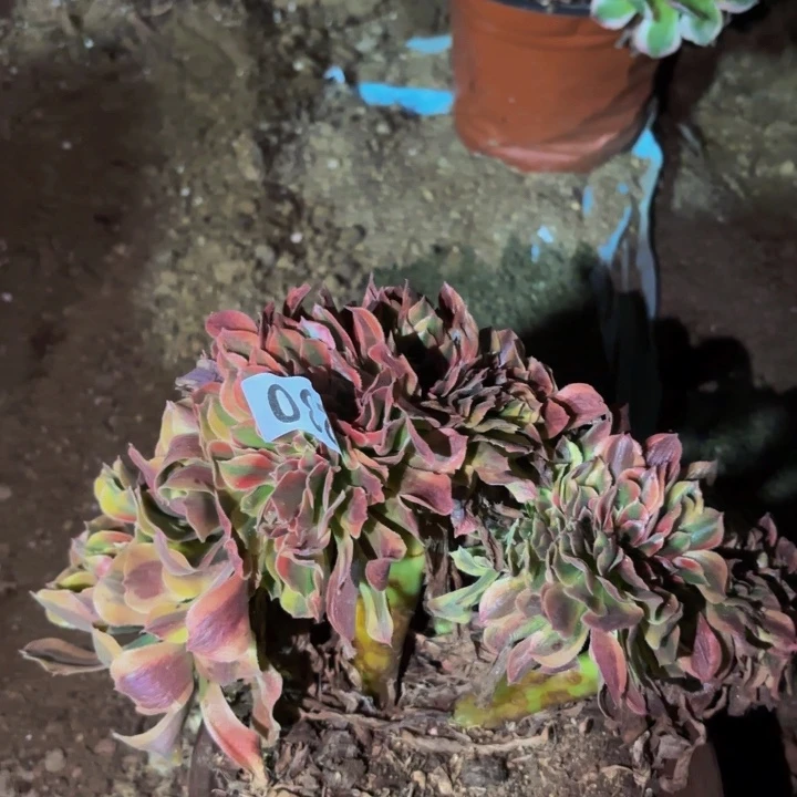 230红袖多肉植物不售后