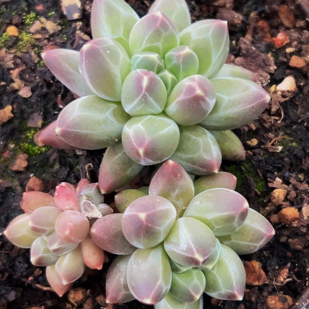 1颗美人系列多肉植物