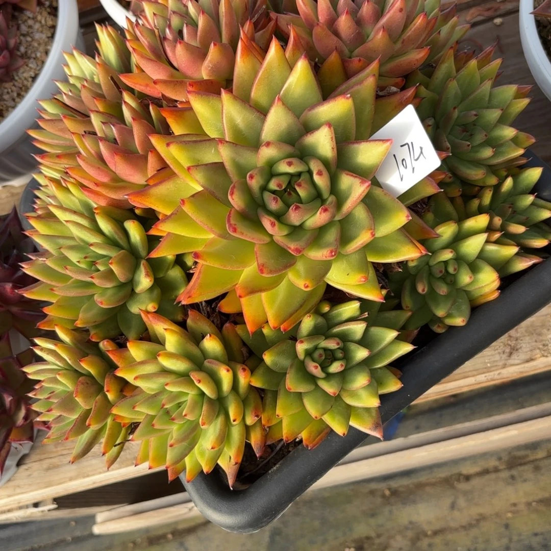 若如东云单拍1074