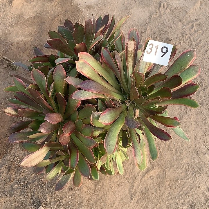 无花朵319拿家奴王中