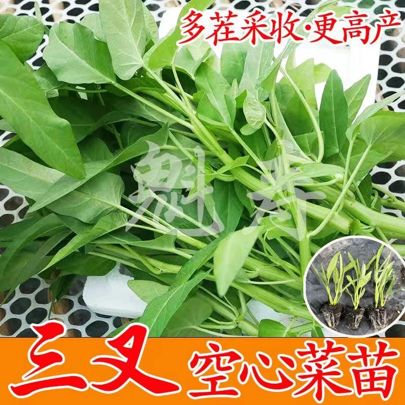 寿光三叉空心菜种子苗秧高产柳叶竹叶空心菜籽四季盆栽大叶空心菜