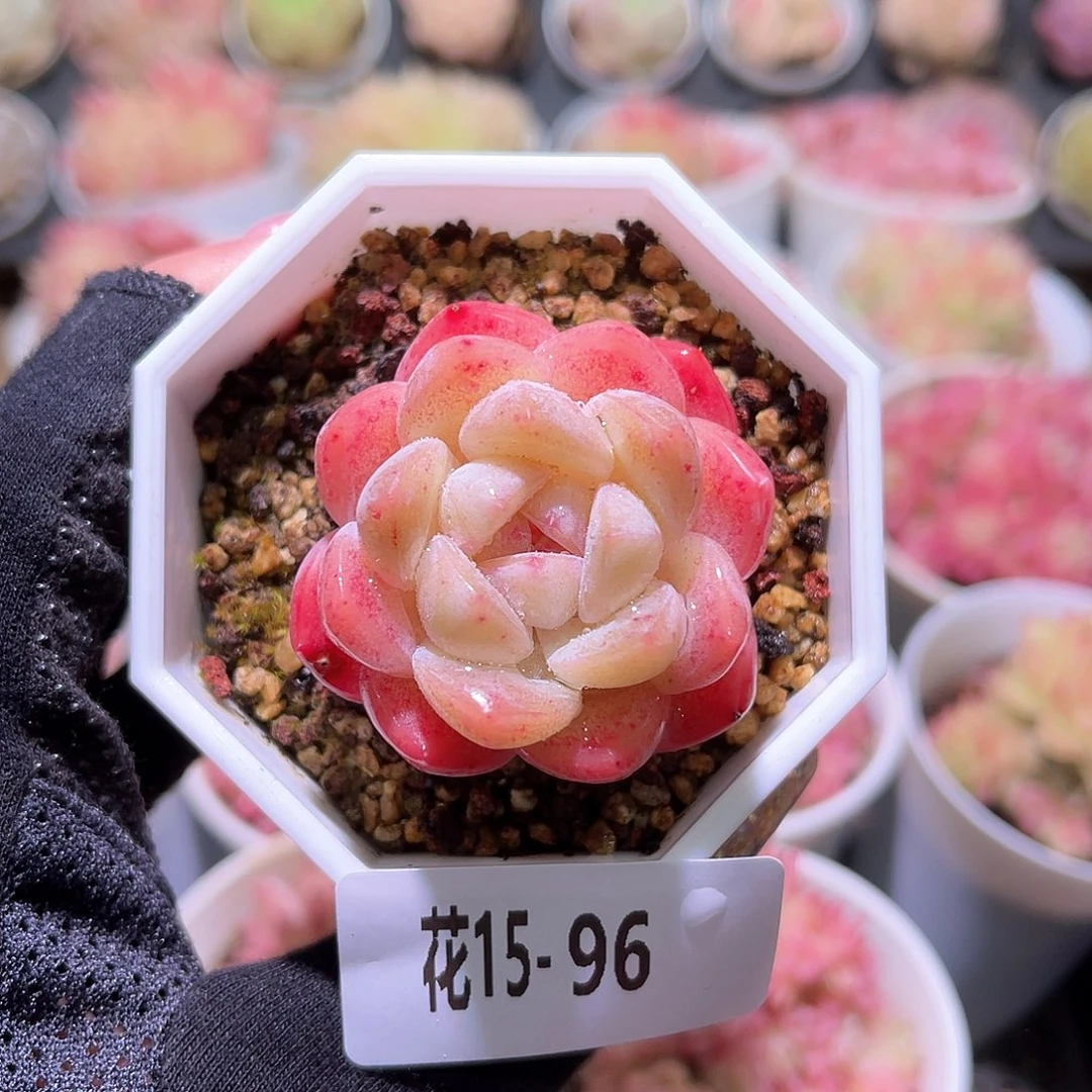 花利美15-96刚毅单头