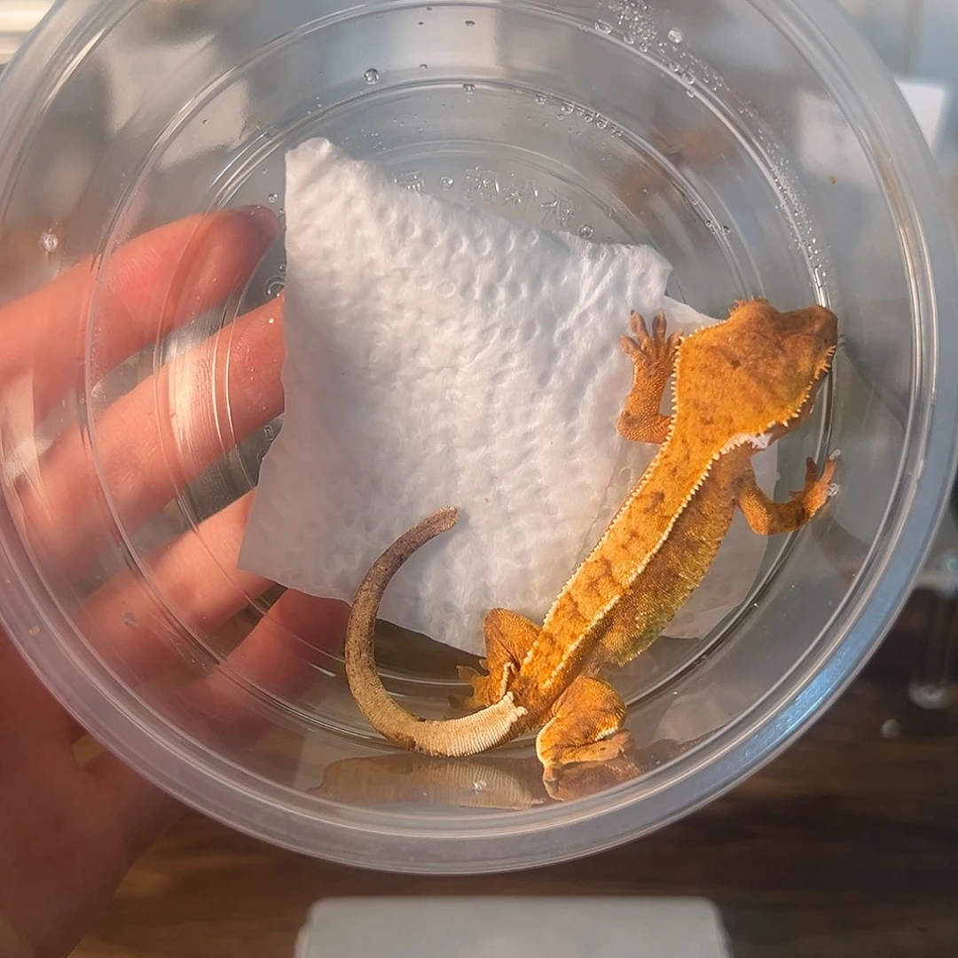 豹纹守宫豹纹守宫一物一图