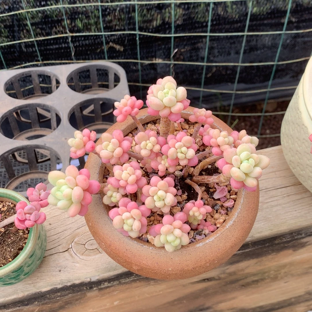 人工关节治疗和各种风湿骨