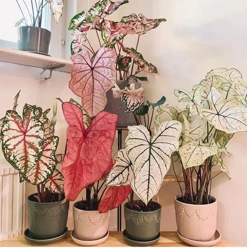 彩叶芋国产进口盆栽种球合集易活好养耐晒适合阳台客厅的绿植