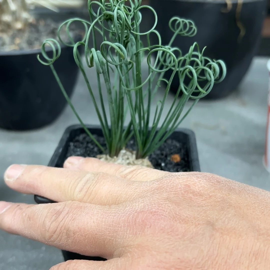 @*蛋双头国王弹簧草888888888