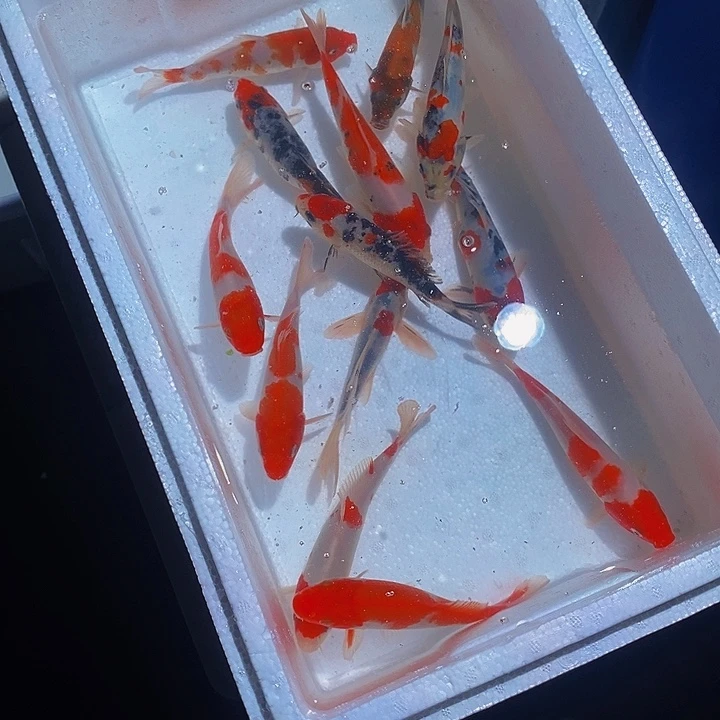 用***4锦鲤锦鲤活鱼开箱包活