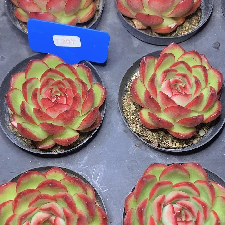 t207万宝龙单头脱土