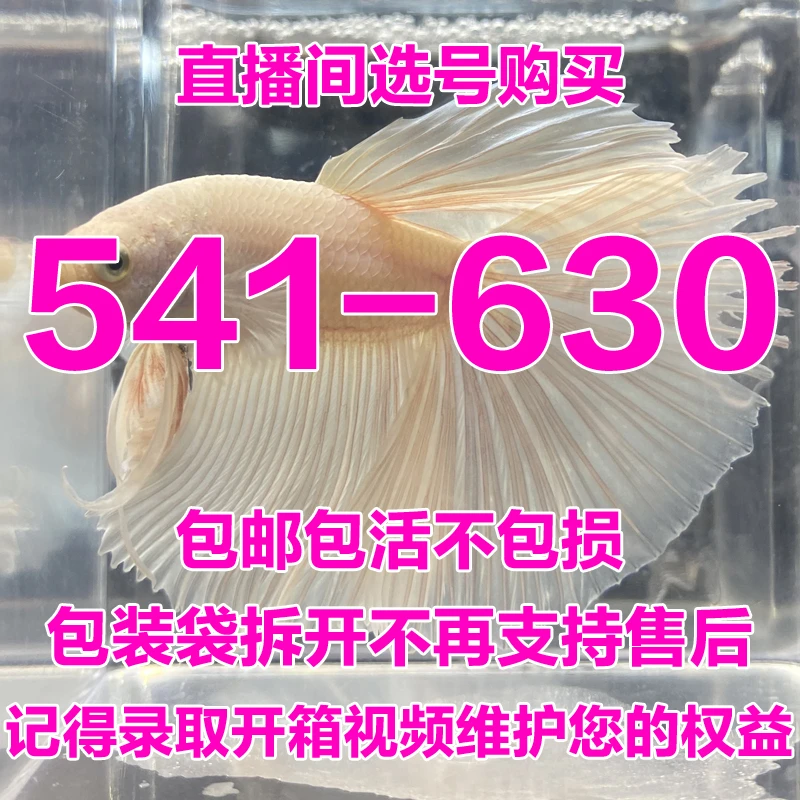 541-630号直播间选号购买泰国斗鱼小型热带观赏鱼
