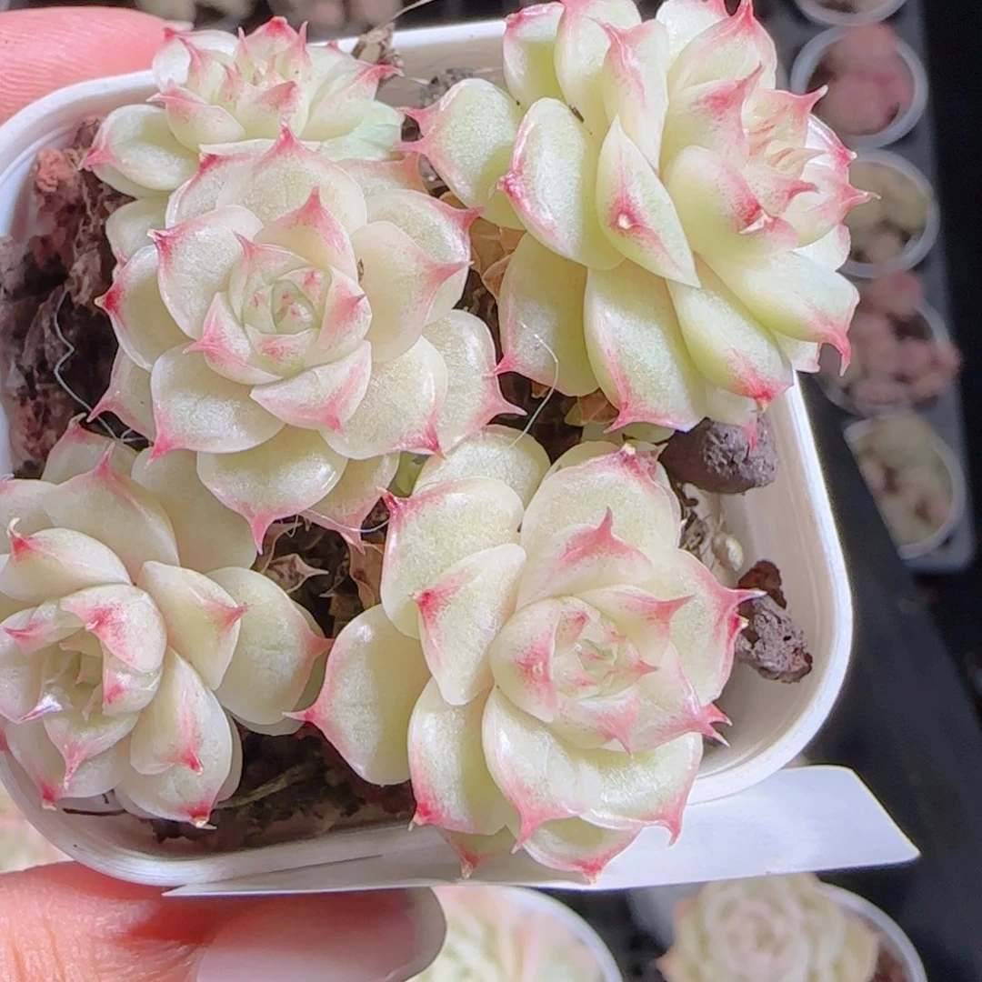 花语多肉1217-290散