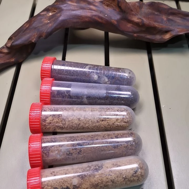 幼虫盲盒 海拔1200 贵州朱家山保护区