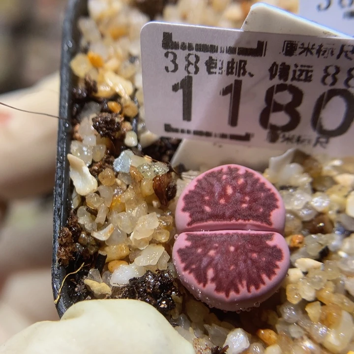 zzzzzz多好看呀1180紫菊