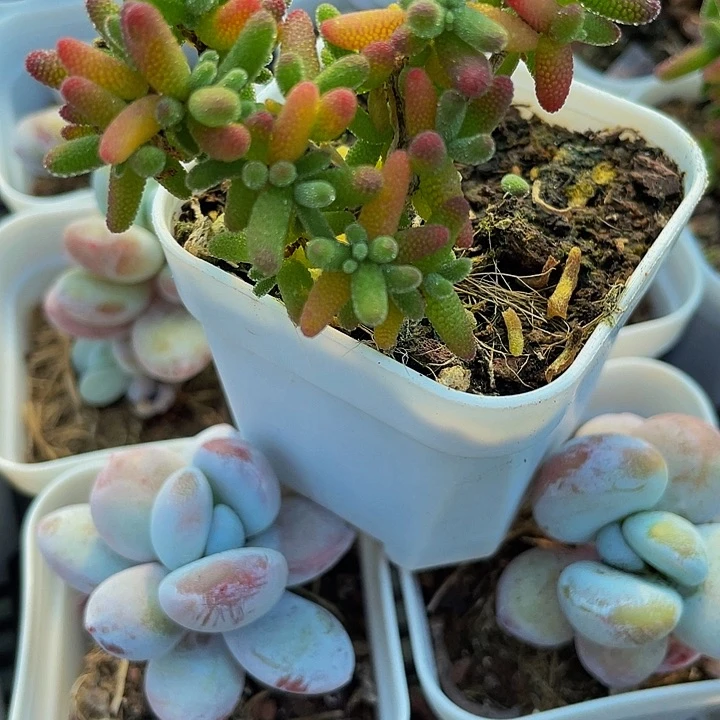 彩色糖球3.8带盆土