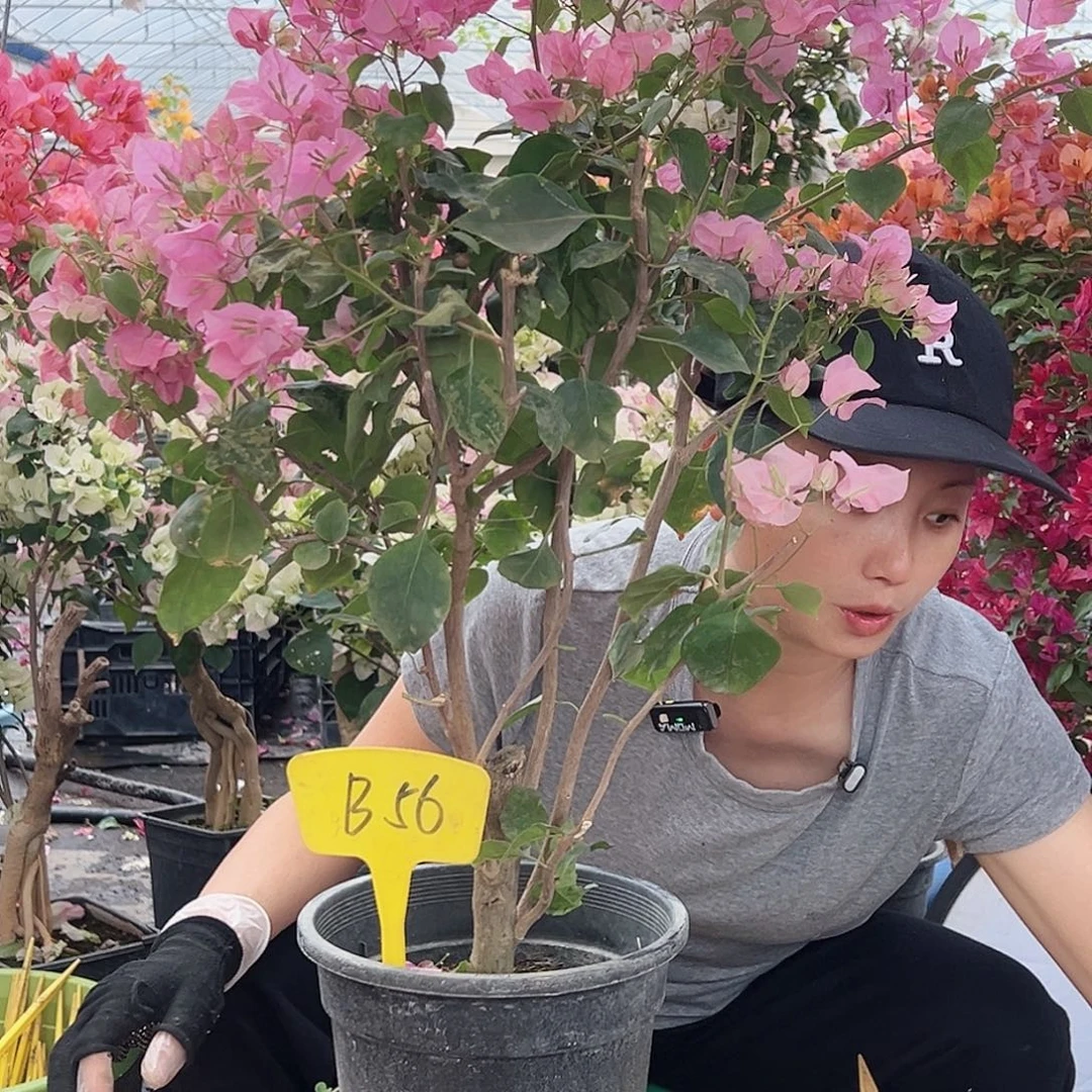 如***水大部分花苞少量开放B56红粉佳人