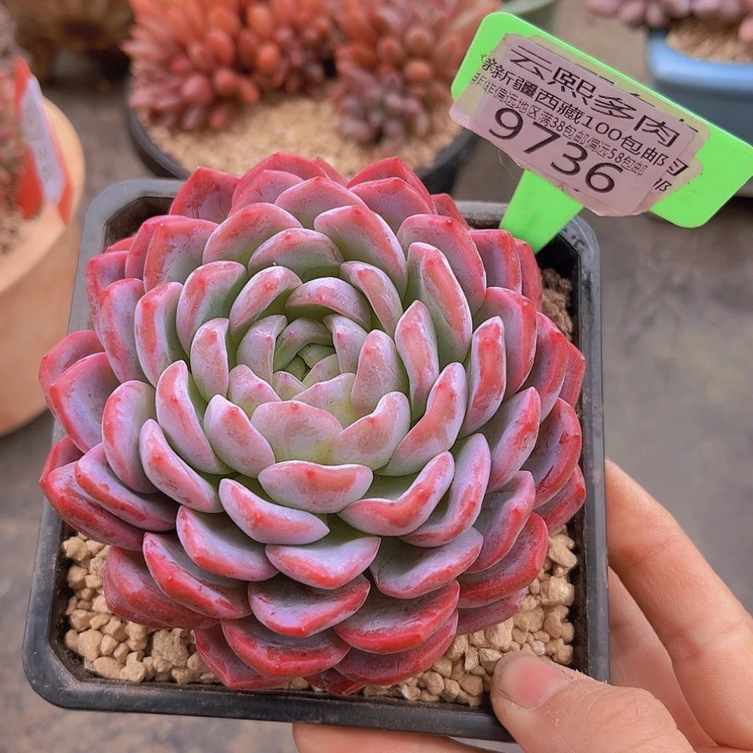 9736胭脂多肉植物