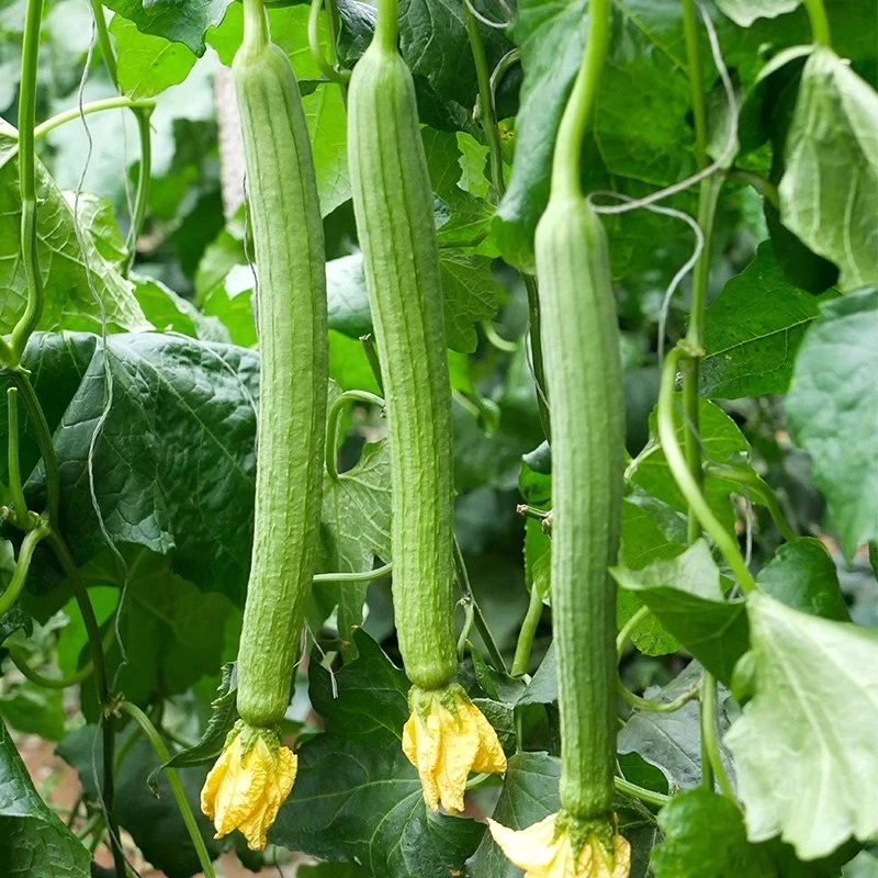 长香丝瓜种子肉丝瓜长棱丝瓜蔬菜种孑特嫩香丝瓜籽楼顶阳台可盆栽