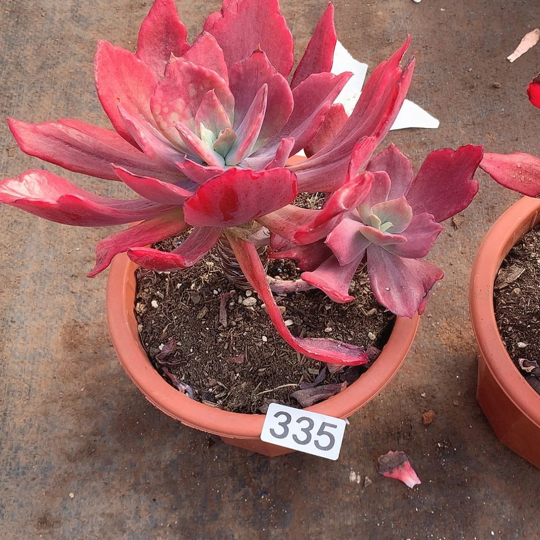 335钻石锦 一物一拍多肉