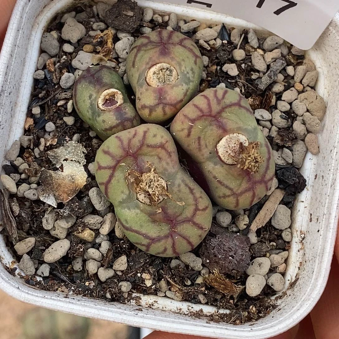 104-17-杂交福利吧。