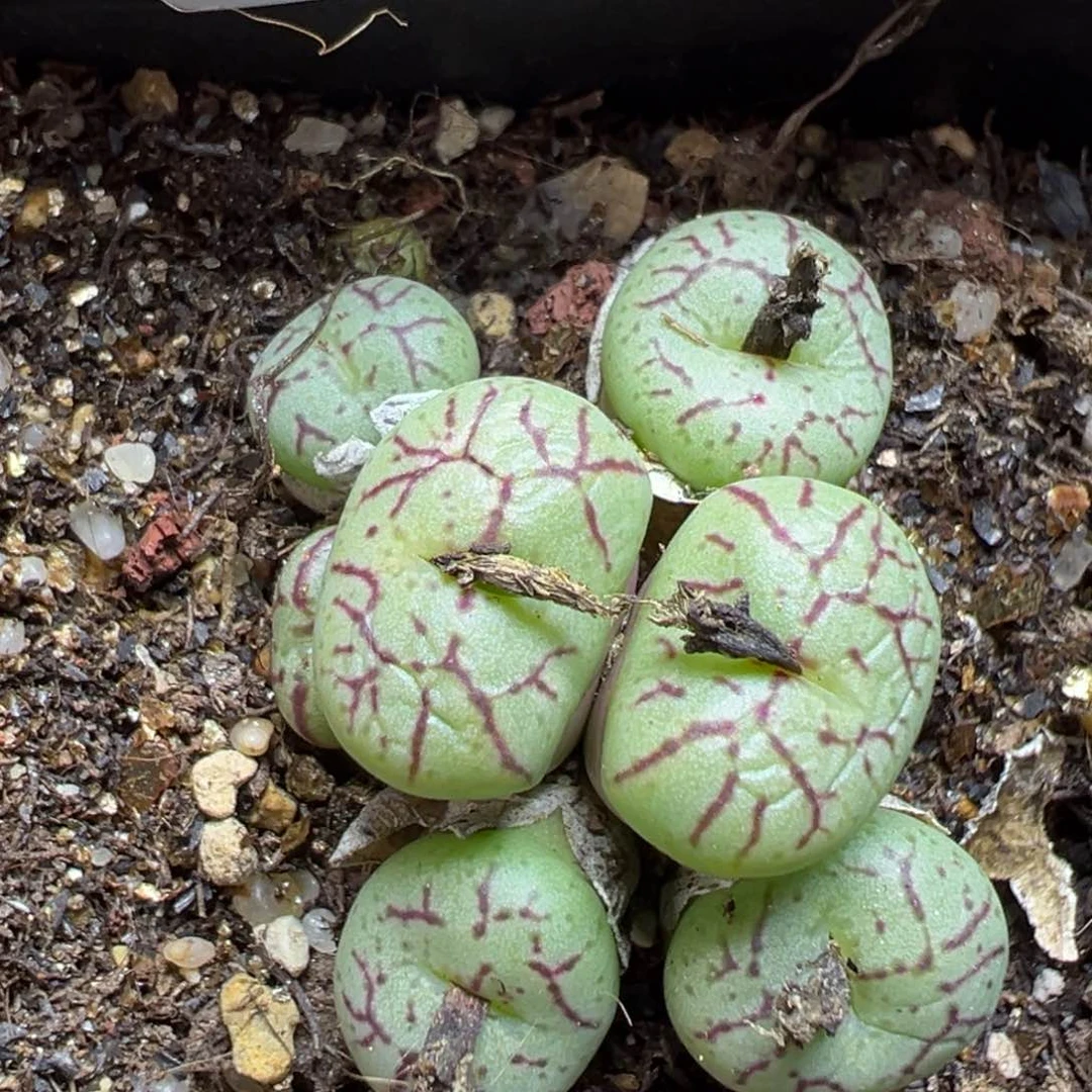 【闪购商品】777……