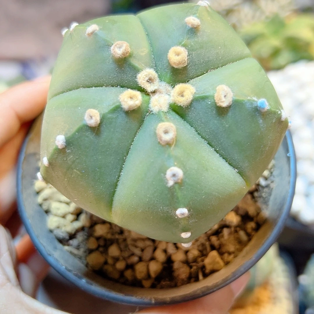 晚53号实生鸾凤兜6.6公分