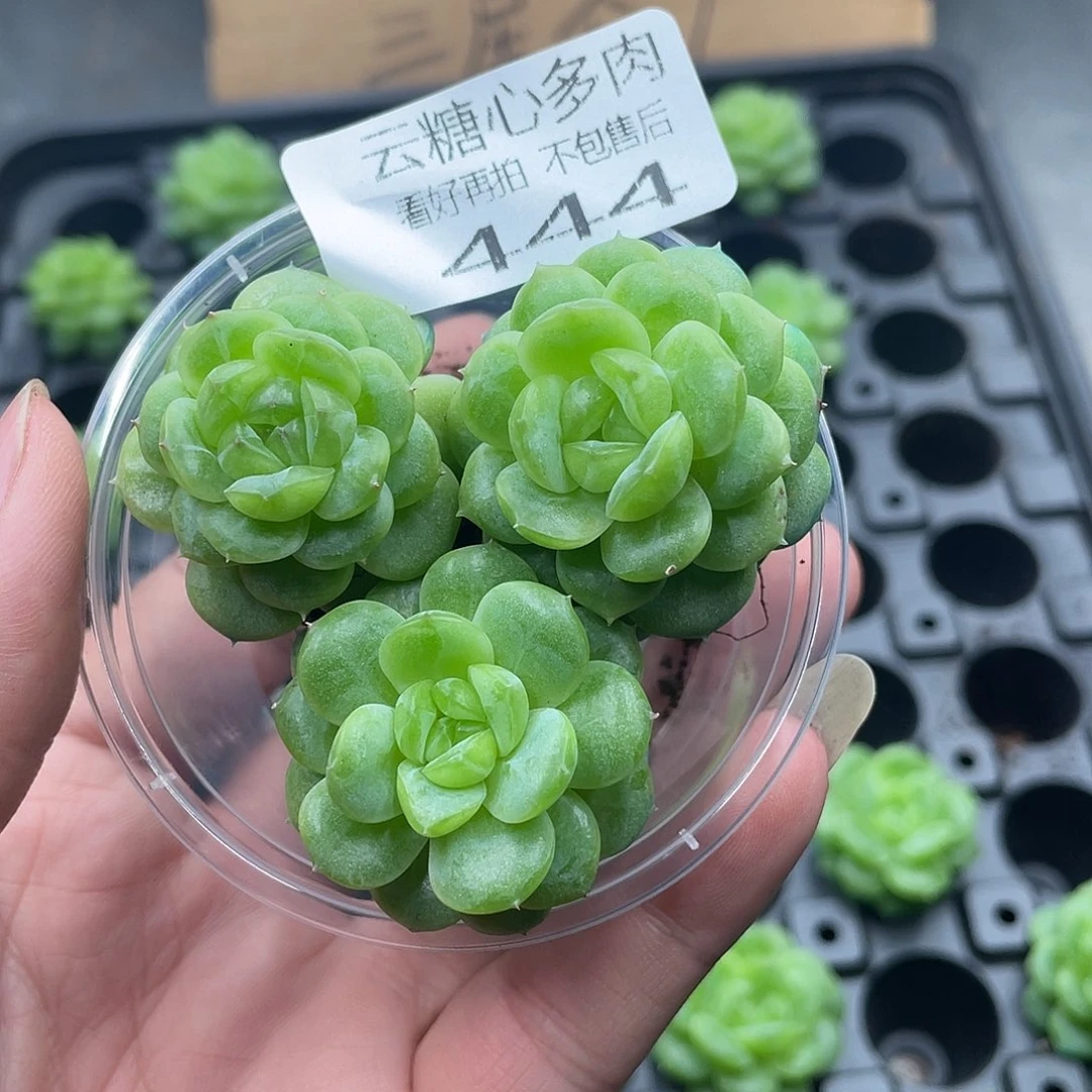 云糖心多肉植物444