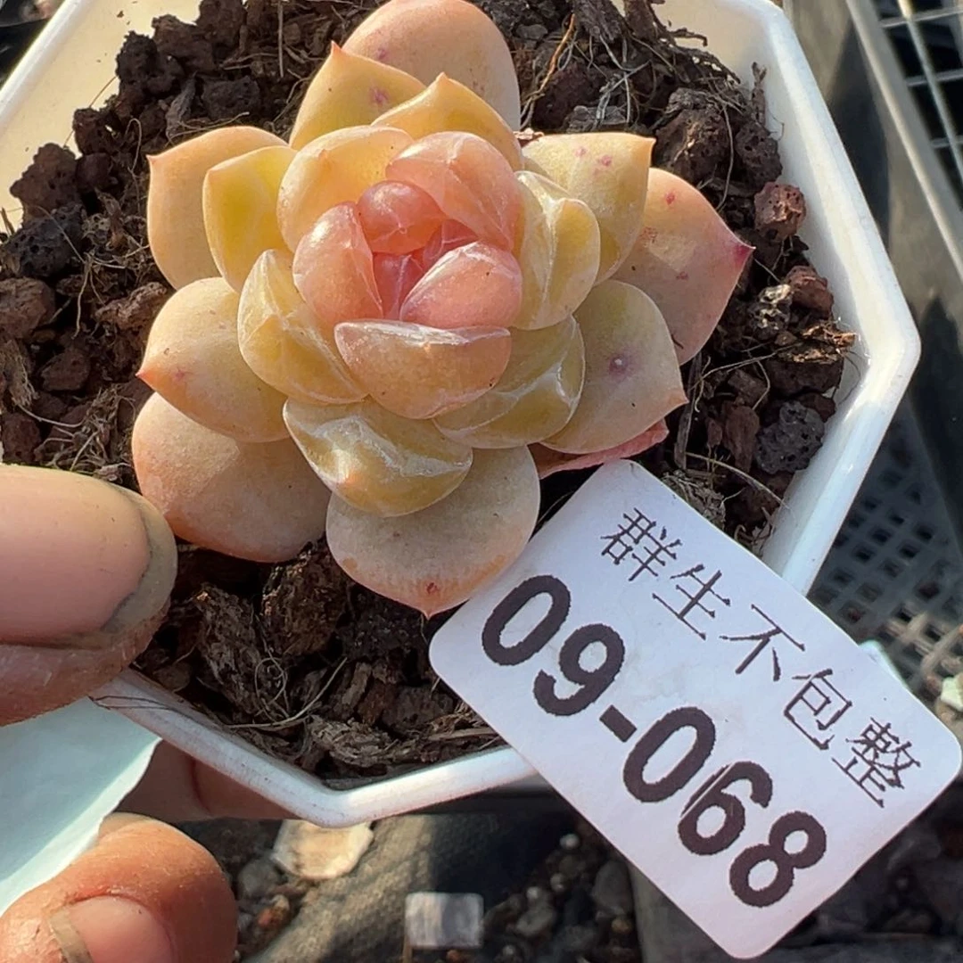 小卡拉米糖心一物一拍9-68