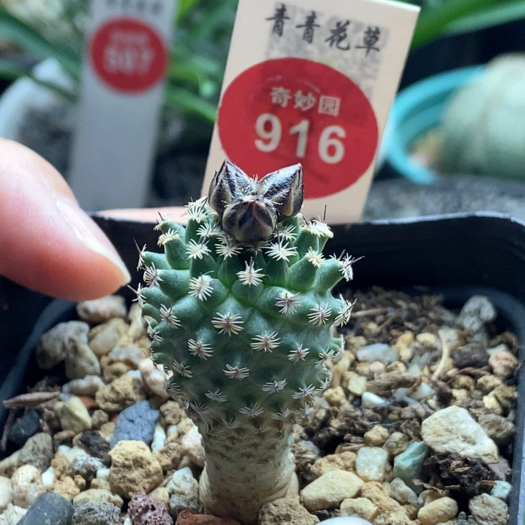 实生海胆娇丽2.2cm