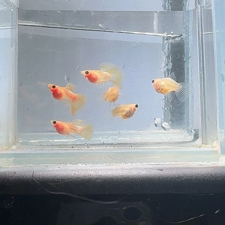 向***北孔雀鱼幻彩球3对111