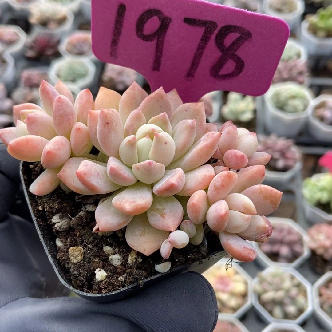 1978忘舒多肉植物多肉