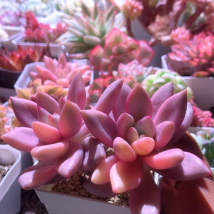 桃花源覆轮锦有根