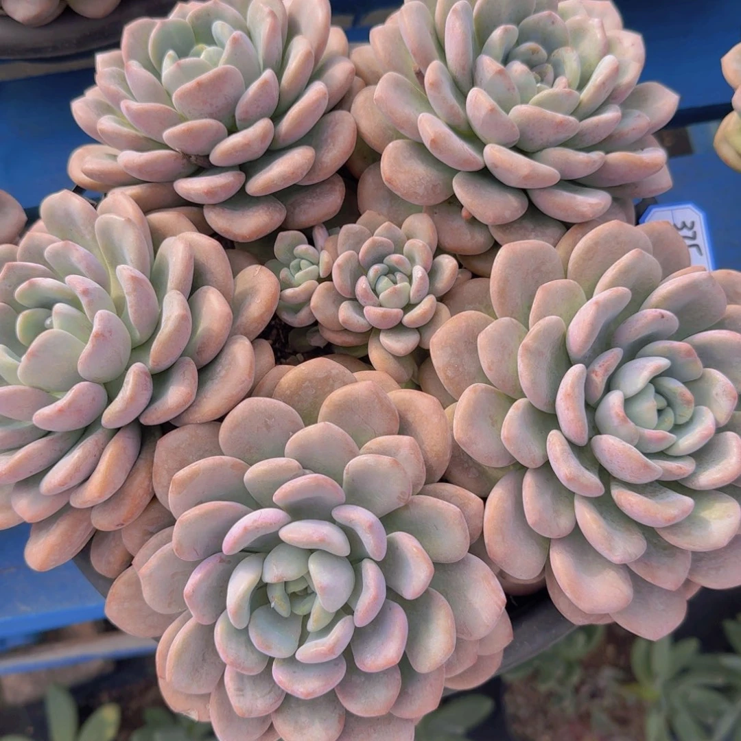 375白鹭凡艺多肉//