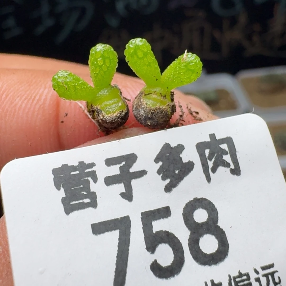 妖奇玉。