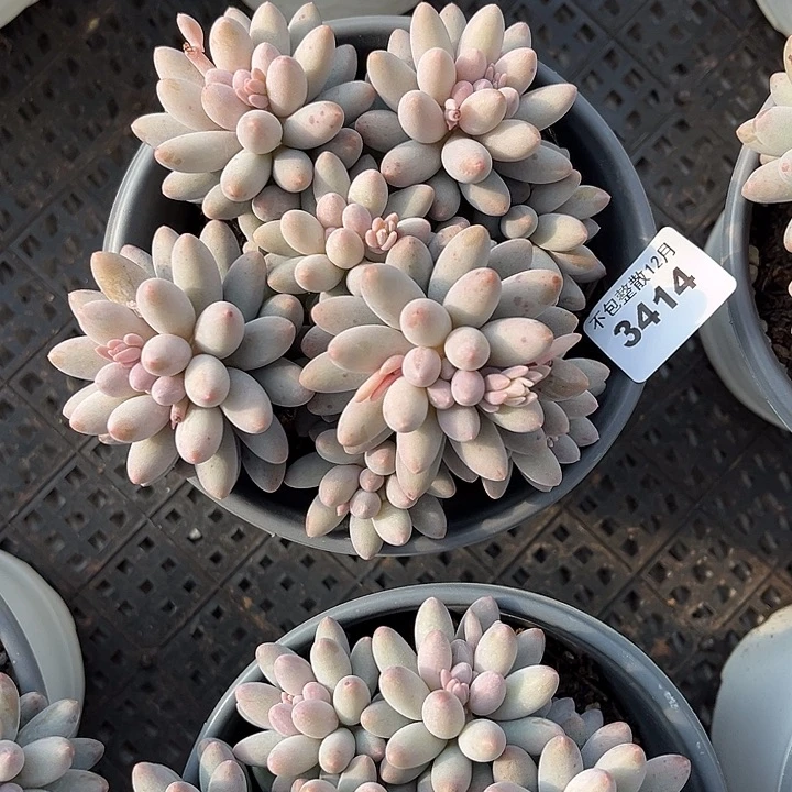 阿雅园艺。        3416手指