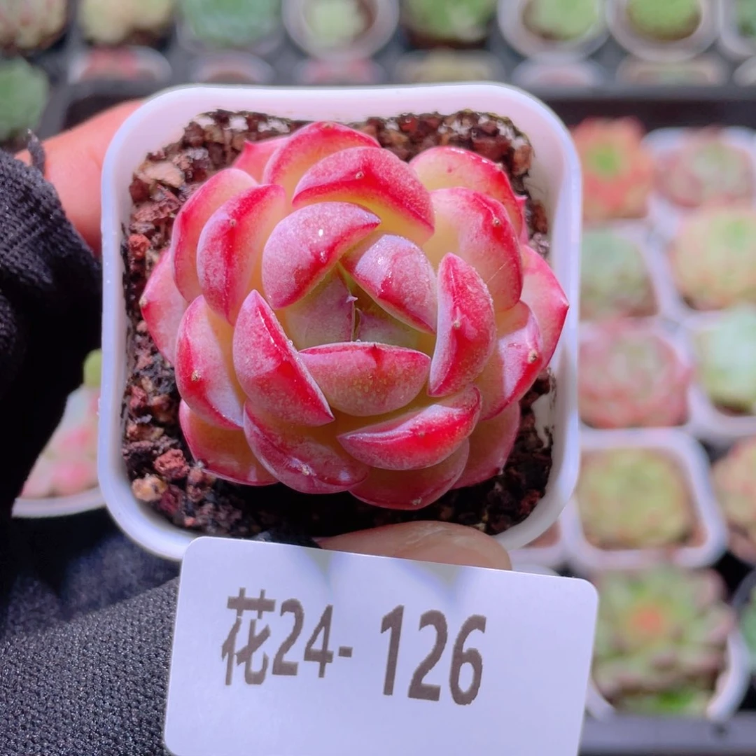 花利美24-126女王