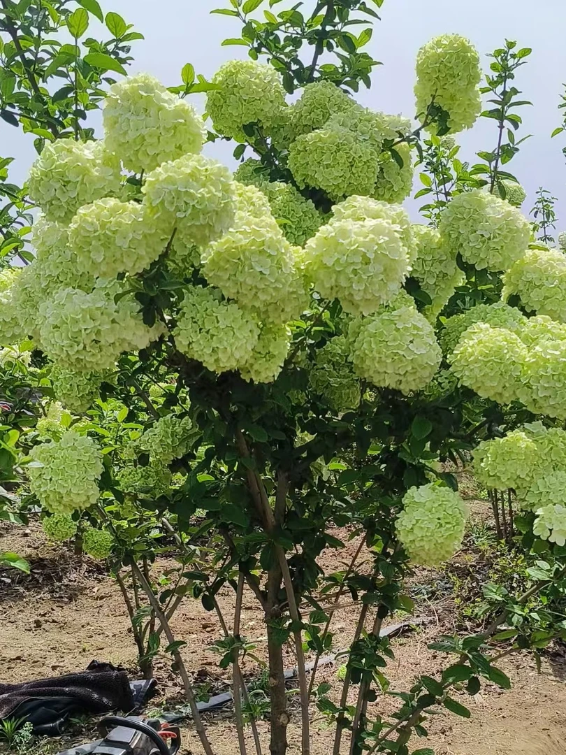 耐寒耐热中华木绣球大花斗球，由绿转白